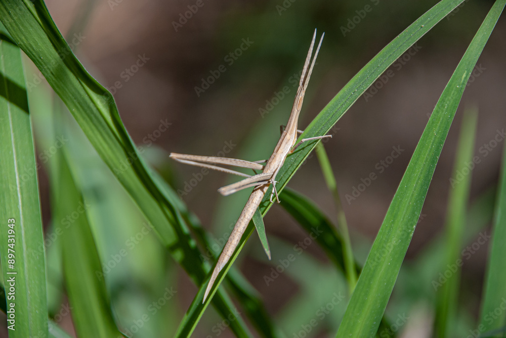 A macro photo of a Acrida ungarica with long antennae perched on a green leaf. A macro photo of a Acrida ungarica with long antennae perched on a green leaf.