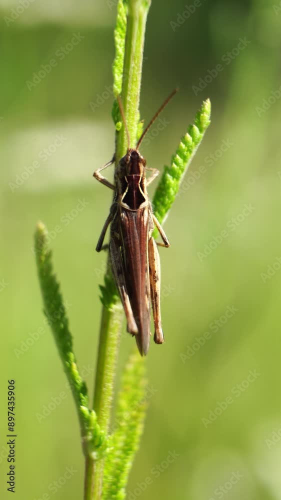 grasshopper sits on the grass on green natural background grasshopper sits on the grass on green natural background