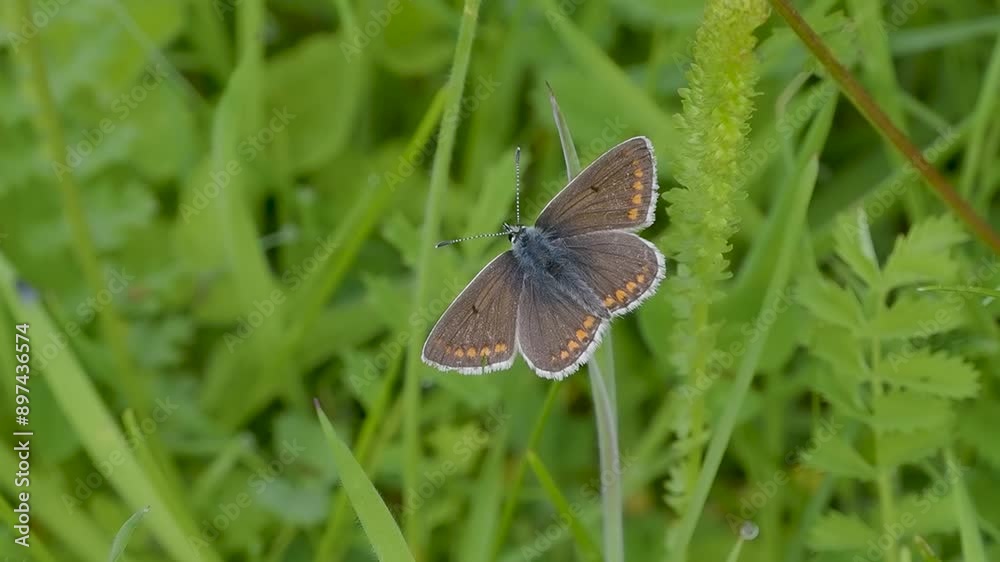 Brown Argus ( Aricia agestis ) resting on grass in slow motion Brown Argus ( Aricia agestis ) resting on grass in slow motion