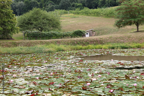 фотографія waterlily pond