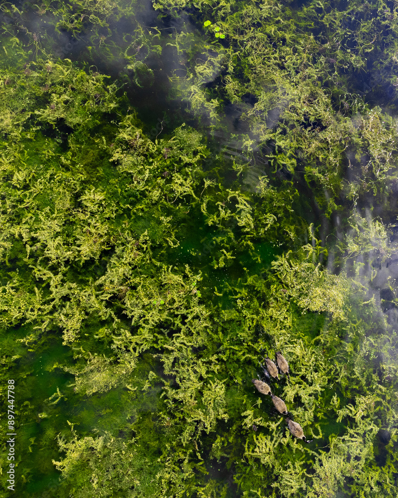 Obraz premium Geese swimming in westminster pond conservation area london ontario
