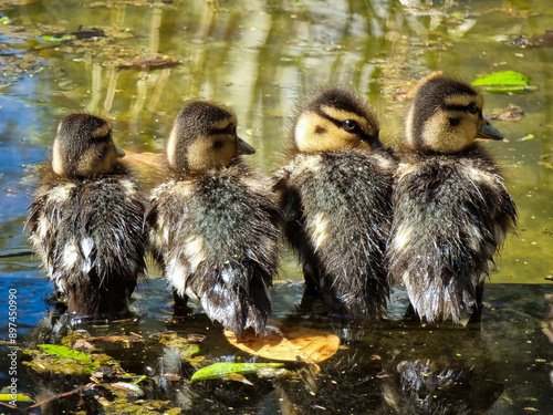 A group of wild ducklings near the pond