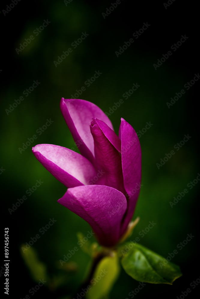 Beautiful magnolia flower blooming Beautiful magnolia flower blooming