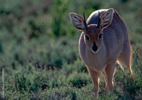 Canvas Print A Steenbok ram browses in the early morning Karoo light.