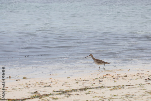 Numenius phaeopus bird, Numenius phaeopus looking for food on the ocean shore photo