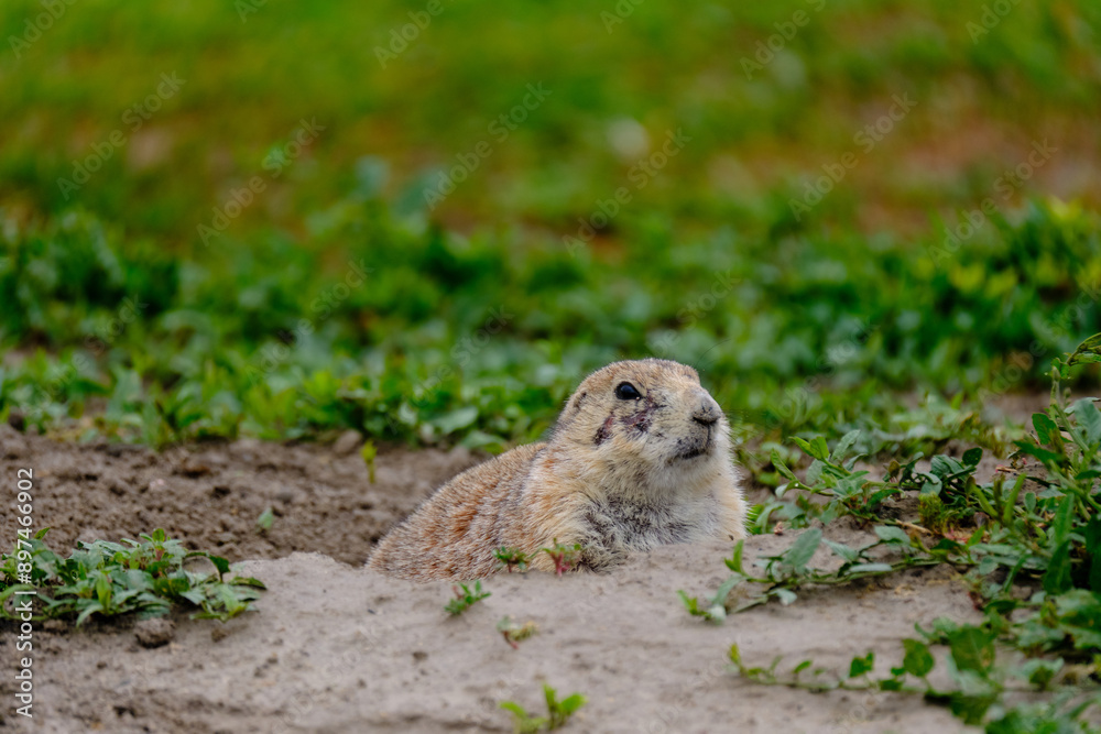 Parie Dog in the Badlands and plains of South Dakota their natural habitat
Parie Dog in the Badlands and plains of South Dakota their natural habitat