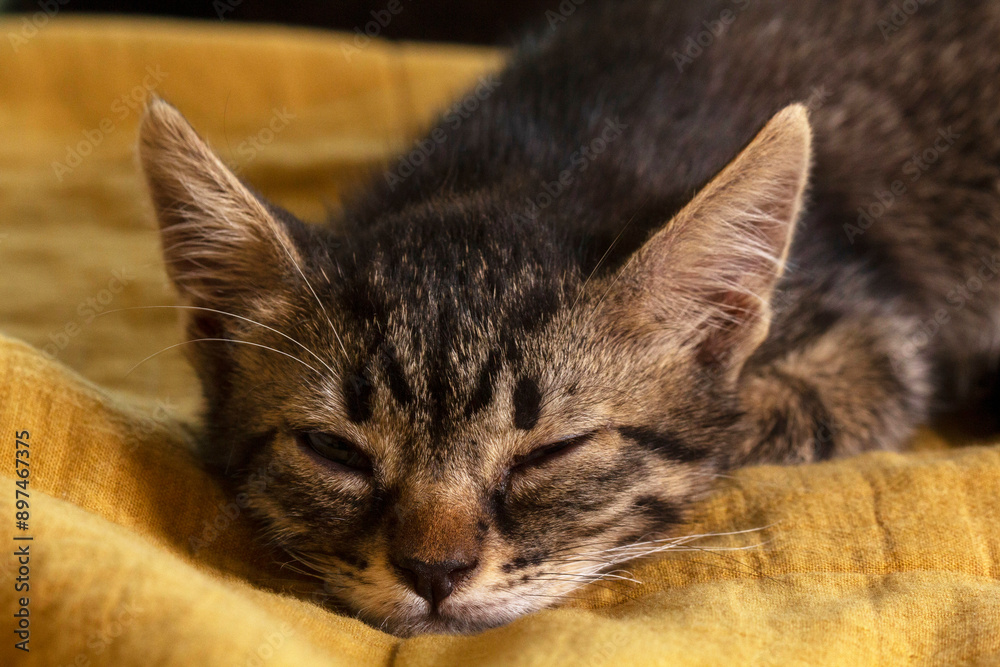 Kittens of different colors sleeping on a blanket in the room.