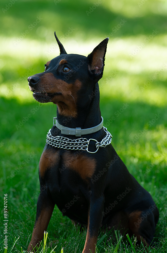 The dog breed Doberman Pinscher sits on a green grass The dog breed Doberman Pinscher sits on a green grass