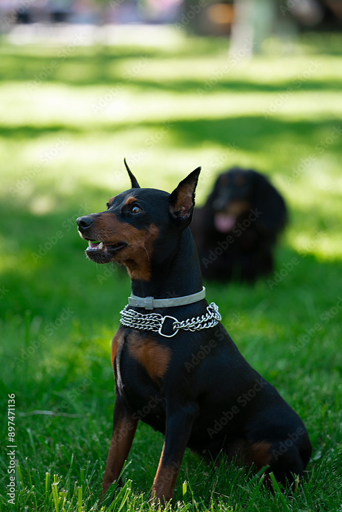 The dog breed Doberman Pinscher sits on a green grass The dog breed Doberman Pinscher sits on a green grass