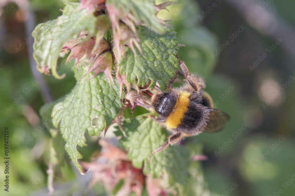 Bee gatthering pollen