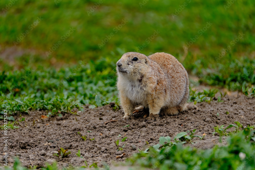 Naklejka premium Parie Dog in the Badlands and plains of South Dakota their natural habitat