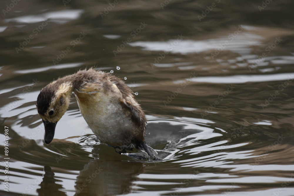Fototapeta premium Cute baby Duckling playing in the water