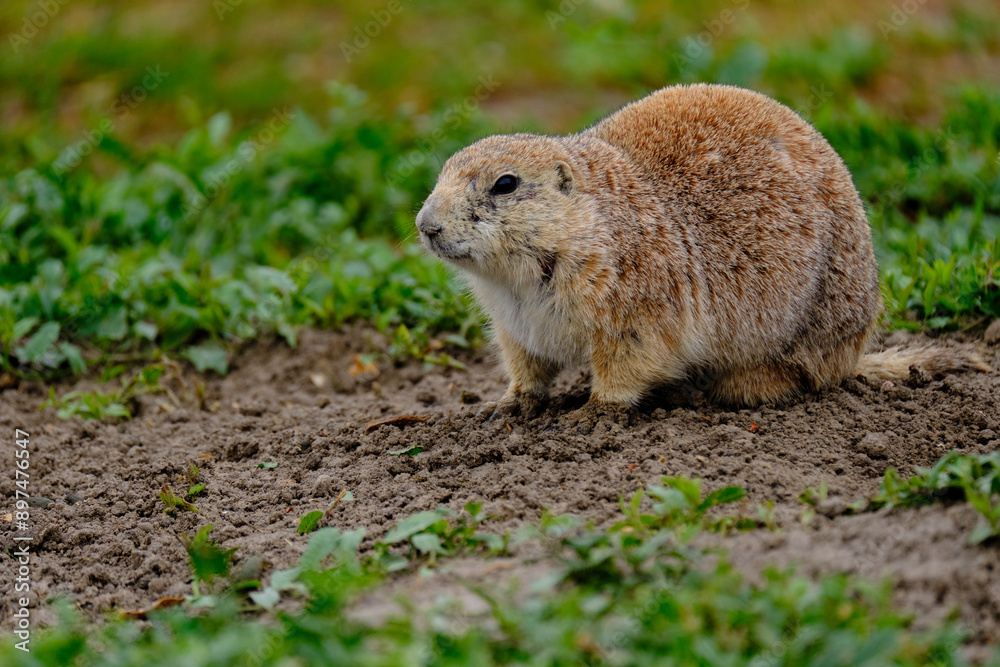 Parie Dog in the Badlands and plains of South Dakota their natural habitat
Parie Dog in the Badlands and plains of South Dakota their natural habitat