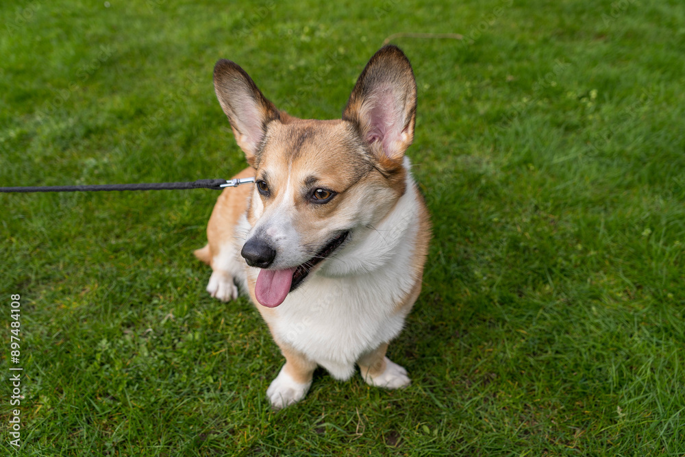 Corgi dog Corgi dog