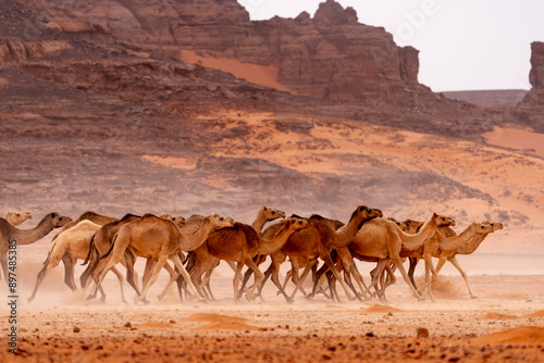 wild camel in sand desert. sahara, algeria
