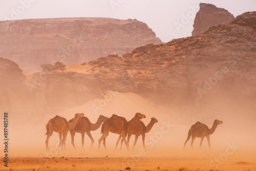 wild camel in sand desert. sahara, algeria