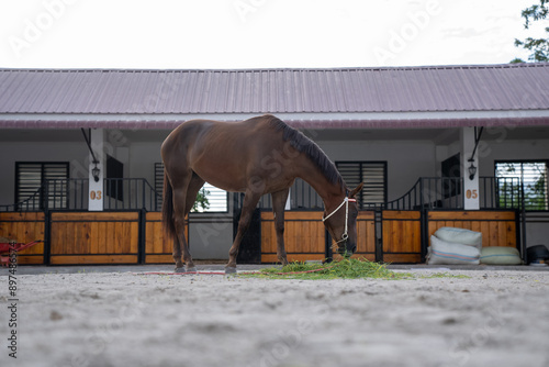 A horse is eating grass on the farm