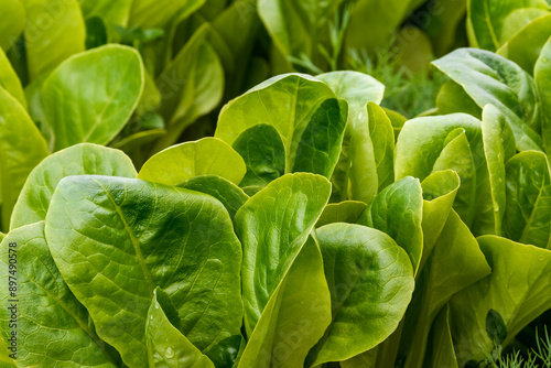 Juicy green lettuce leaves in a garden bed close-up. Raindrops are visible on the lush greenery. Natural light on a sunny summer evening