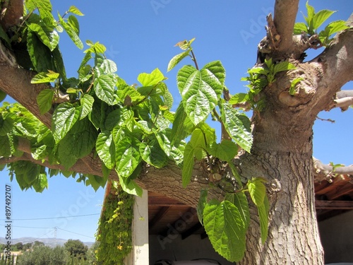 mulberry tree budding in spring