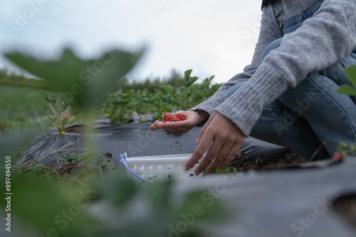 A woman picks strawberries and puts them in a basket