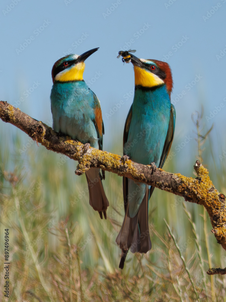 ABEJARUCO AVE MEROPS APIASTER ABEJARUCO AVE MEROPS APIASTER