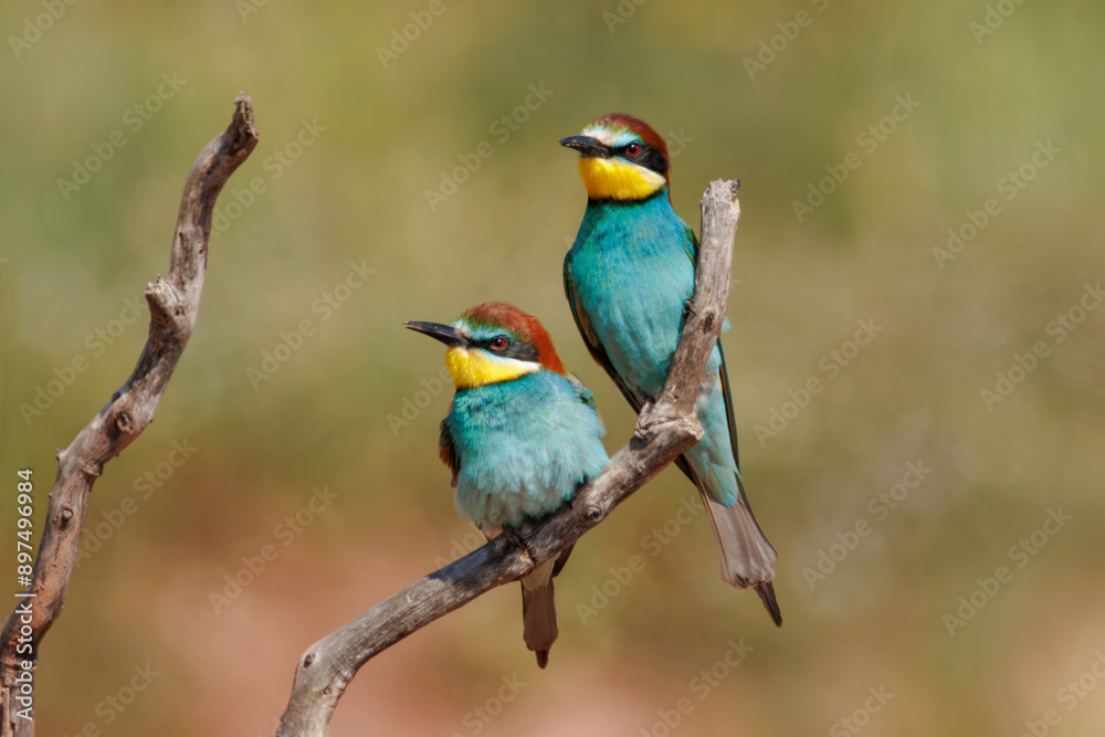 ABEJARUCO AVE MEROPS APIASTER
