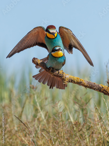 ABEJARUCO AVE MEROPS APIASTER photo