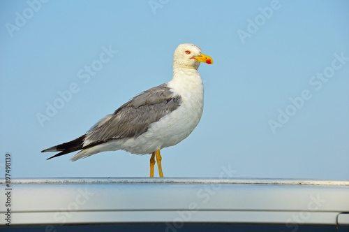 A lonely seagull