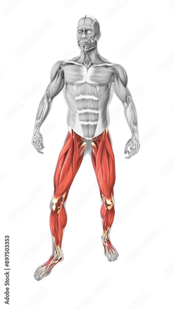 The muscles of the human body from front lower side The muscles of the human body from front lower side