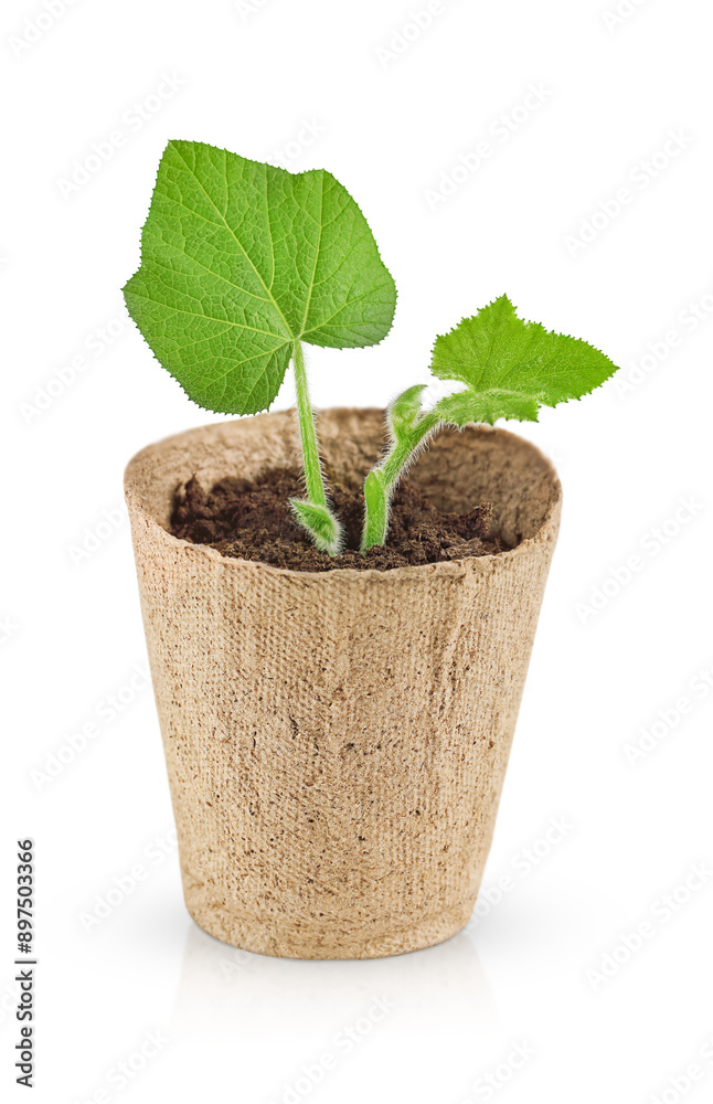 pumpkin sprout in biodegradable pot isolated on white pumpkin sprout in biodegradable pot isolated on white
