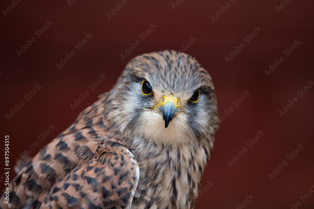 The Common Kestrel (Falco tinnunculus), also known as the European Kestrel, Eurasian Kestrel or Old World Kestrel. The Common Kestrel (Falco tinnunculus), also known as the European Kestrel, Eurasian Kestrel or Old World Kestrel.