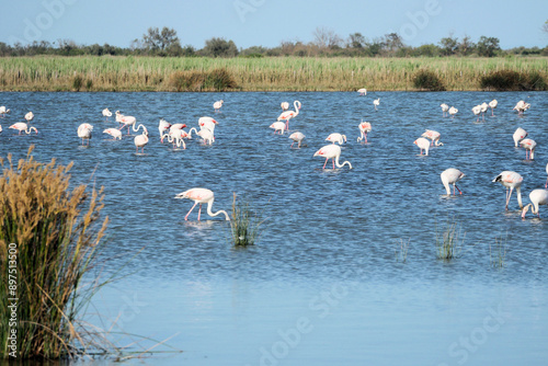 flamands roses en Camargue