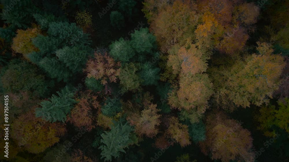Aerial view of dense autumn forest canopy captured by drone in beautiful colors Aerial view of dense autumn forest canopy captured by drone in beautiful colors