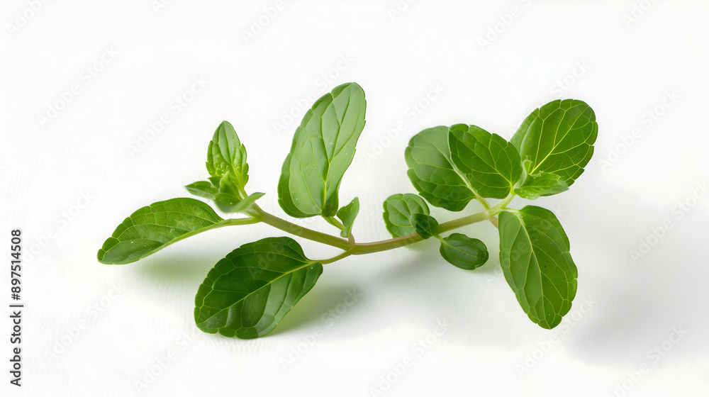 Fresh green peppermint leaves on a white background. The vibrant and aromatic leaves are perfect for culinary, medicinal, and natural themes. Fresh green peppermint leaves on a white background. The vibrant and aromatic leaves are perfect for culinary, medicinal, and natural themes.