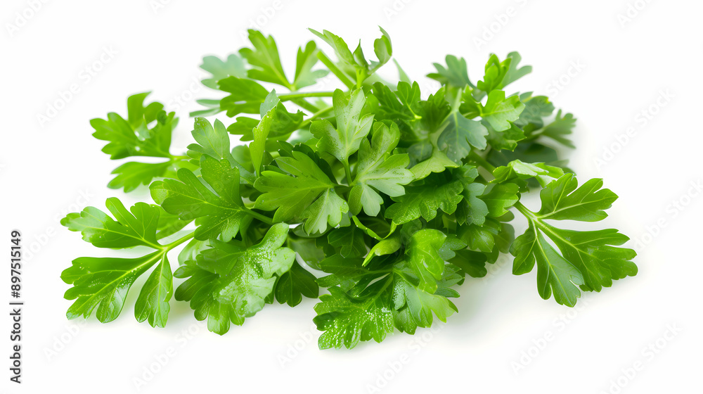 Fresh coriander leaves isolated on a white background. The vibrant green color and detailed texture make this image perfect for culinary, organic, and healthy living themes. Fresh coriander leaves isolated on a white background. The vibrant green color and detailed texture make this image perfect for culinary, organic, and healthy living themes.