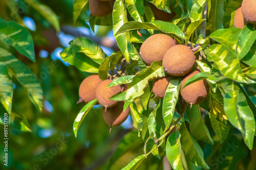 Manilkara zapota, also known as sapodilla or chikoo, with ripe brown fruits and lush green leaves, thriving in a tropical garden setting photo