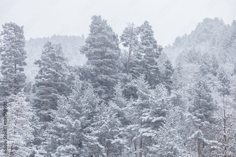 winter forest landscape in snowy weather in the Elbrus mountains winter forest landscape in snowy weather in the Elbrus mountains