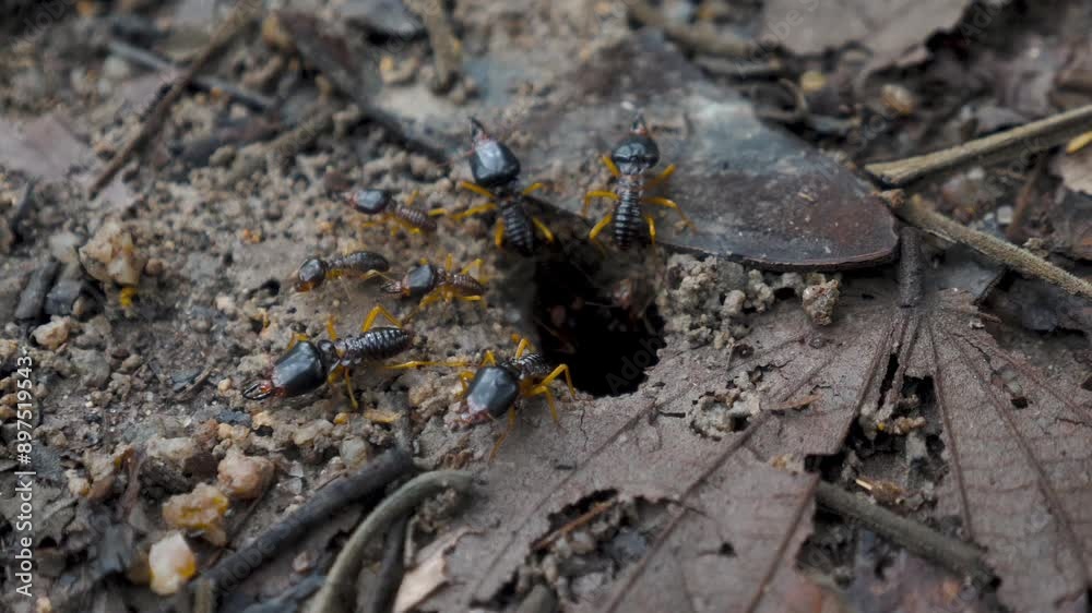 Ants working around nest entrance on forest floor with dry leaves and soil. Ants working around nest entrance on forest floor with dry leaves and soil.