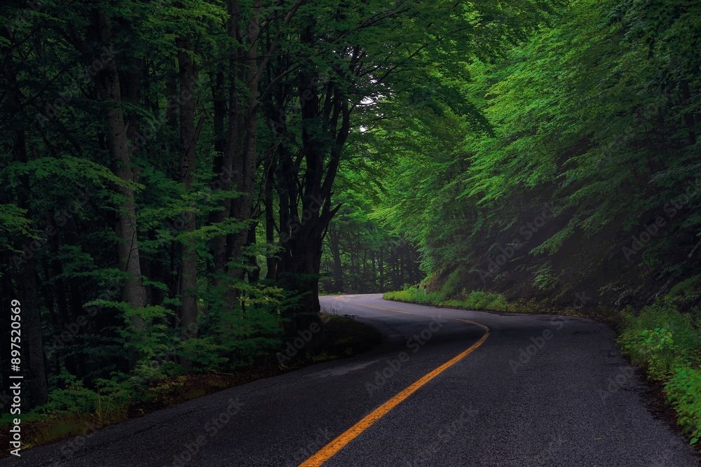 road in the forest