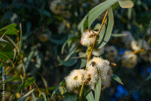 ellow Eucalyptus Gum Blossom - Eucalyptus macrocarpa, commonly known as mottlecah. photo