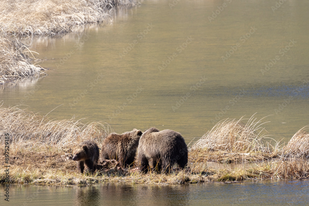 Grizzly Bear Sow and Cubs in Yellowstone National Park Wyoming Grizzly Bear Sow and Cubs in Yellowstone National Park Wyoming