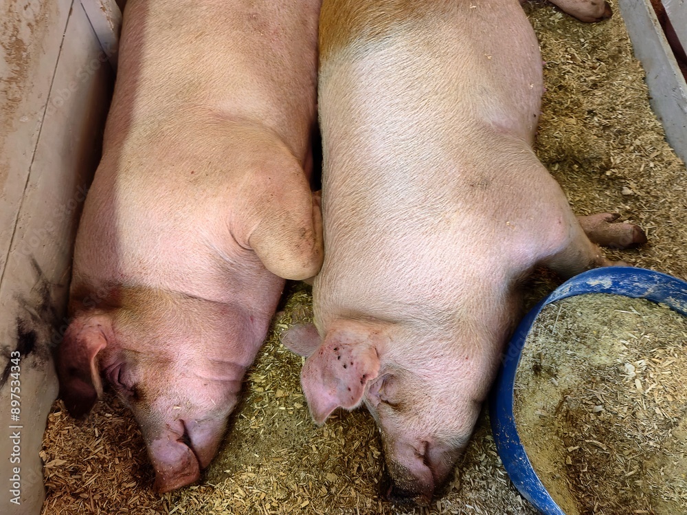 Pair of fat pink pigs sleeping on wood shavings in a farm pen Pair of fat pink pigs sleeping on wood shavings in a farm pen