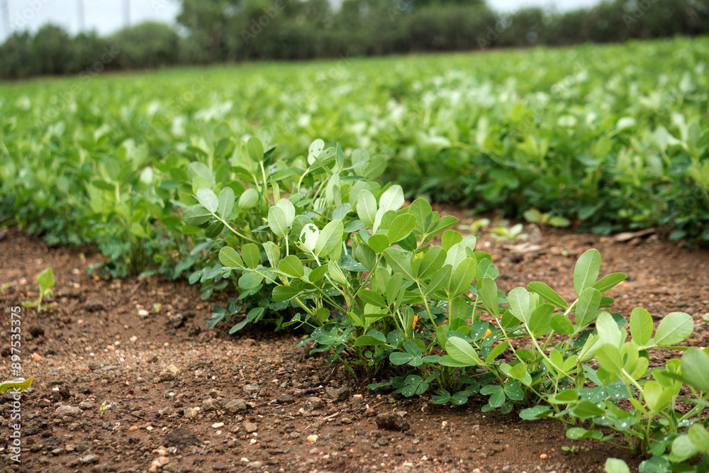 Verdant peanut plant rows are seen on fertile farmland under cloudy skies, Immerse yourself in the world of agriculture with this captivating image of a peanut farm. Verdant peanut plant rows are seen on fertile farmland under cloudy skies, Immerse yourself in the world of agriculture with this captivating image of a peanut farm.