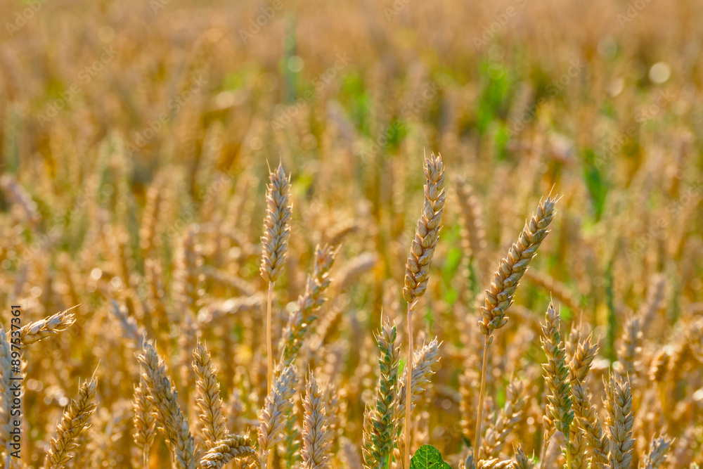 wheat field, ripening ear of wheat wheat field, ripening ear of wheat