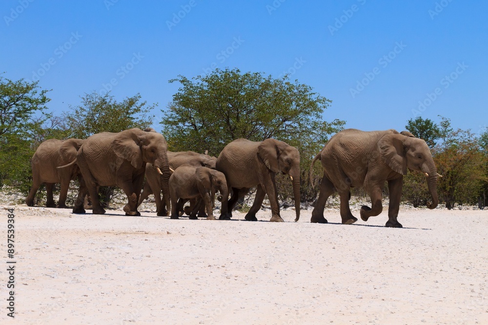 Obraz premium Herd of elephants from Etosha National Park, Namibia