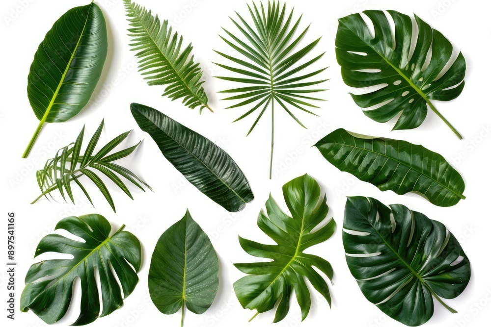 Various exotic leaves on a white backdrop Various exotic leaves on a white backdrop