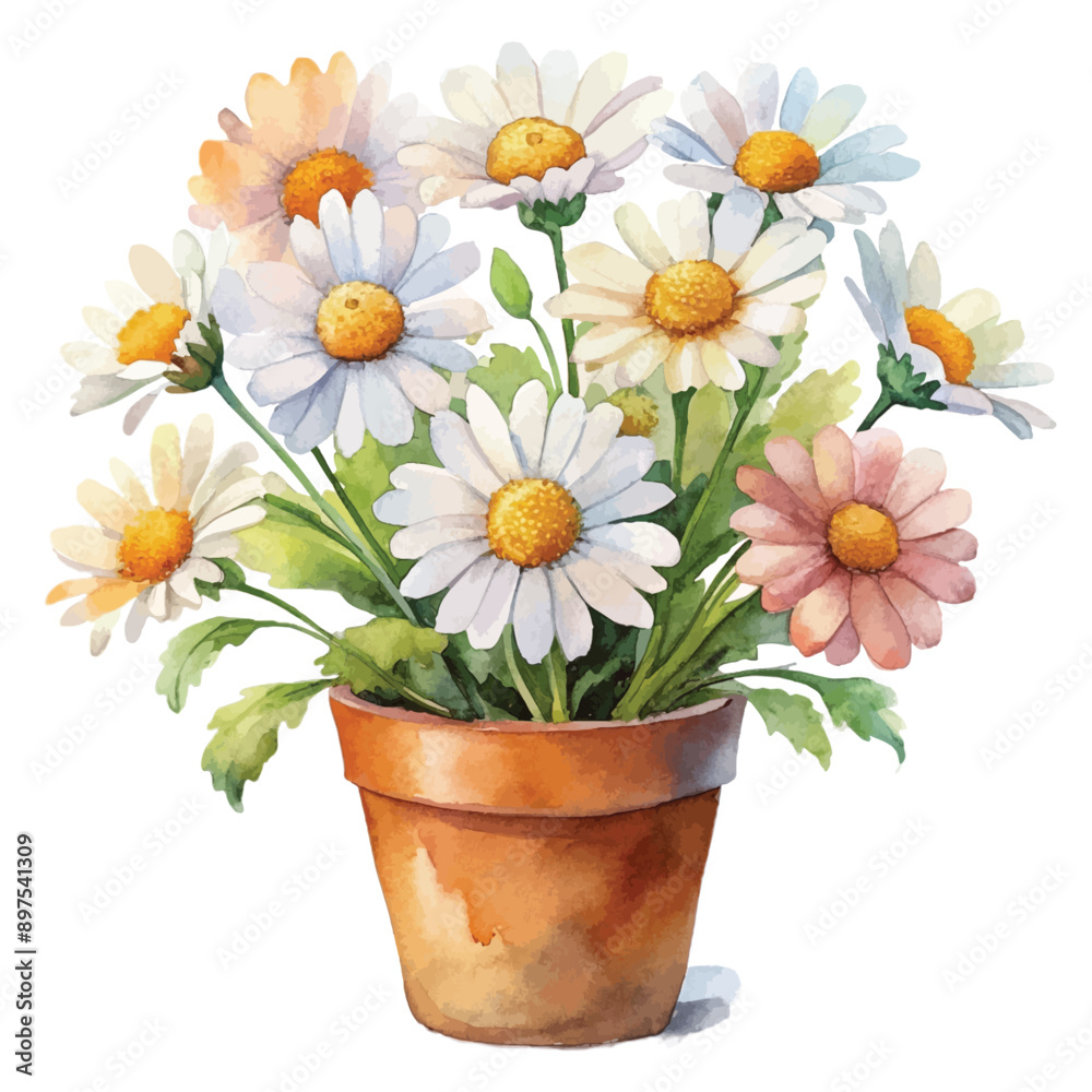 Watercolor White Daisy Flower Watercolor White Daisy Flower