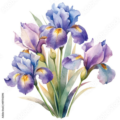  Watercolor Iris Bloom