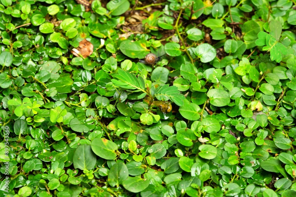 A lush green plant with leaves and a few brown leaves A lush green plant with leaves and a few brown leaves
