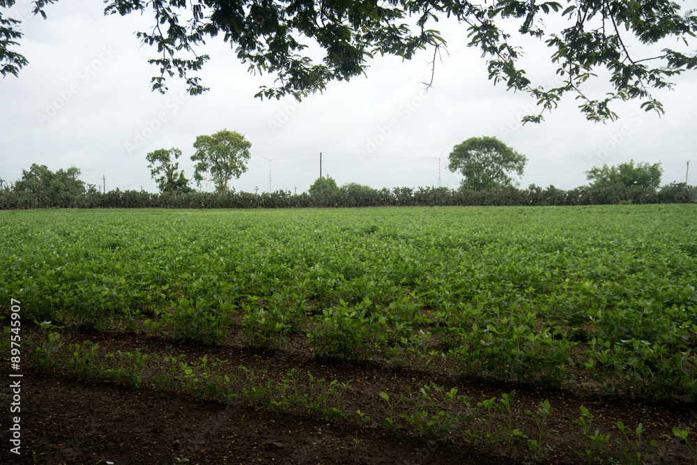 Obraz premium Agricultural Resilience Examined: Green Crop Rows Beneath Gloomy Skies, The pastoral tranquility is vividly depicted in this stock image, with vibrant green crop rows set against a brooding sky.
